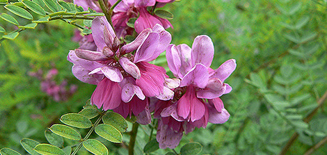 Indigofera (Indigofera tinctoria) 