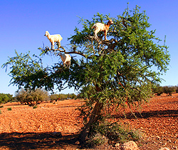 argan tree