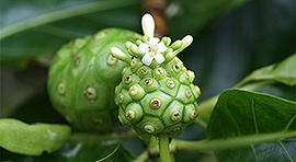 Morinda-citrifolia-noni_herbals