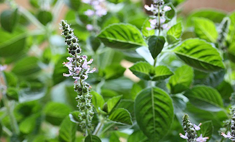 Tulsi