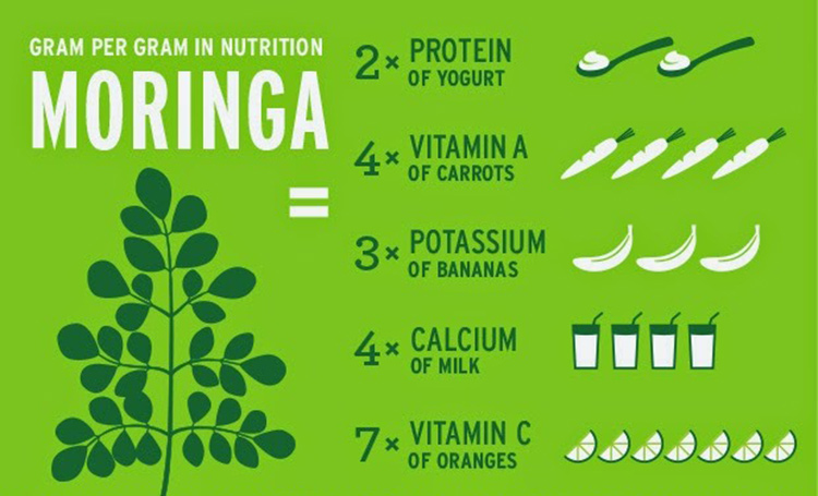 Moringa HerbalsLV