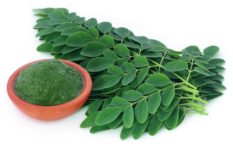 Moringa HerbalsLV