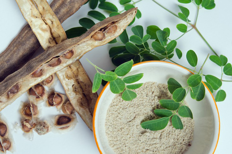 Moringa HerbalsLV