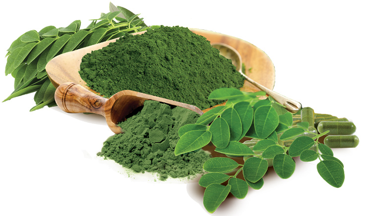 Moringa HerbalsLV