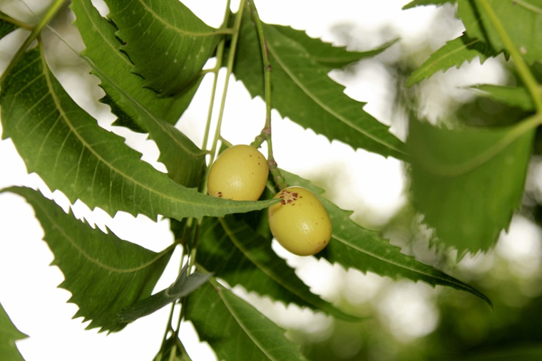 Neem Herbals 