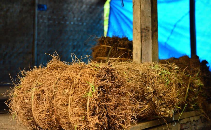 Vetiver roots