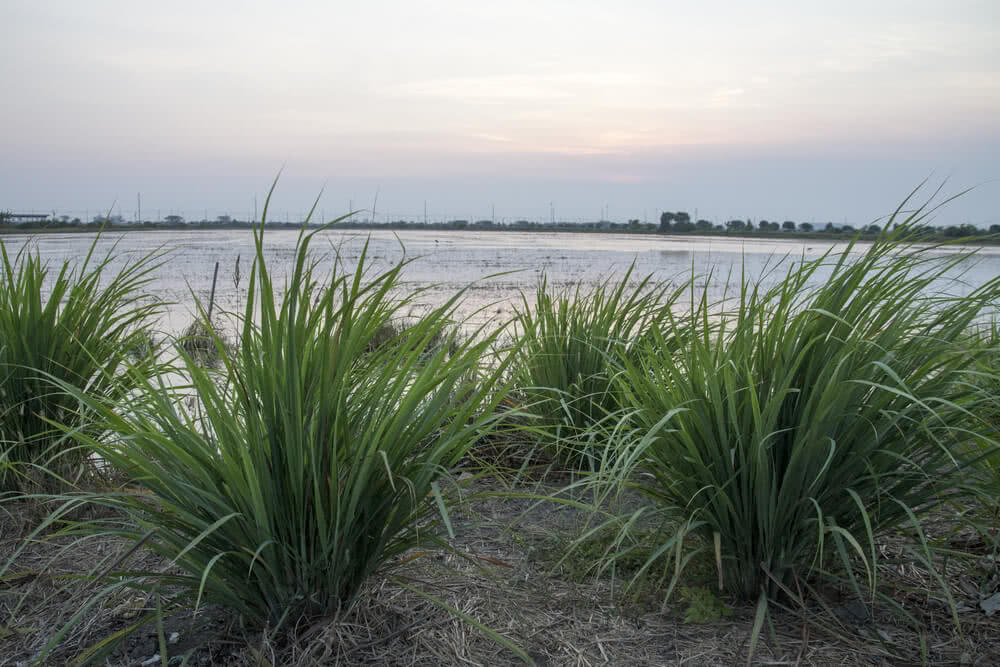 Vetiver grass