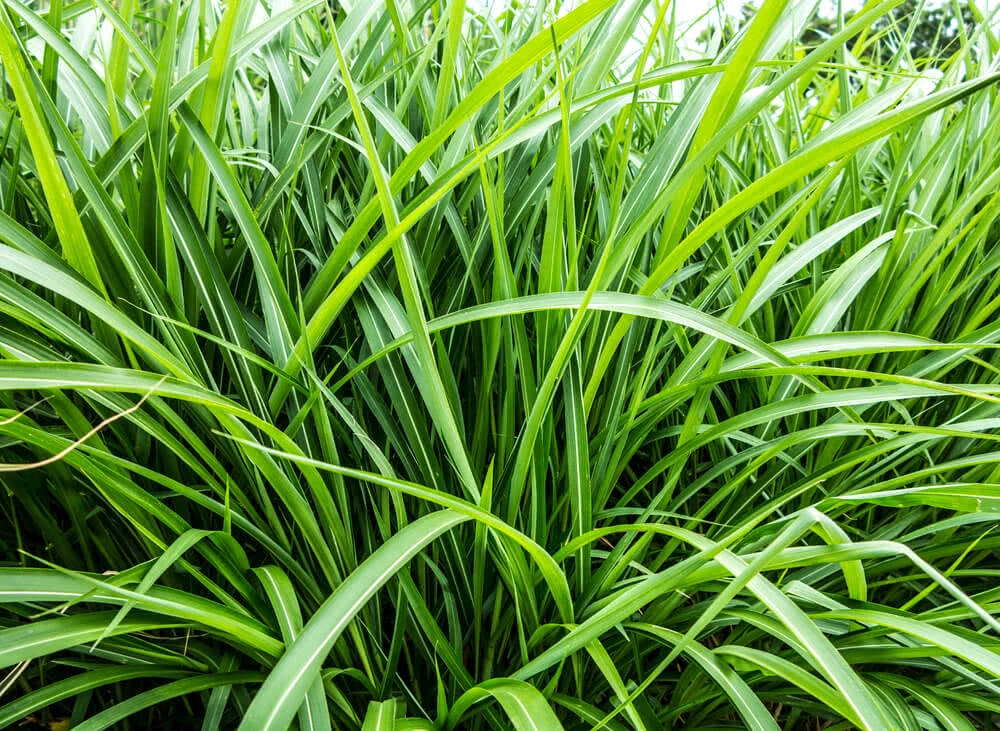 Vetiver grass