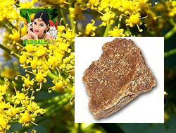 ASAFETIDA (ASAFOETIDA)  herbals