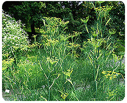 Foeniculum vulgare