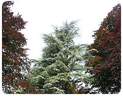 Cedrus deodara