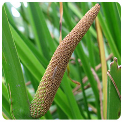 Acorus calamus