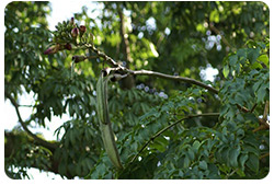 Oroxylum indicum