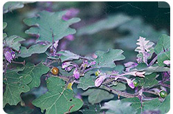 Solanum indicum