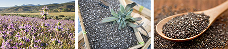 Chia Salvia-hispanica superfood herbals.lv