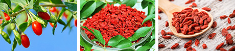 Goji superfood herbals.lv